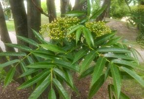 5 Rönn med exotiskt utseende Elegant rönn (ullungrönn Sorbus ullungensis Dodong) ser exotisk ut med sina stora och glansiga blad. Trädet blir 9-12 meter hög och 5-6 meter bred i zon 4(5).