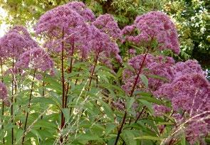 8 Hög fläckflockel, kransveronika jätteverbena och vacker röd rudbeckia I ytterkant mot pergolan står högvuxen fläckflockel (Eupatoreum maculatum Atropurpureum) som blommar i mörkrosa i augusti.