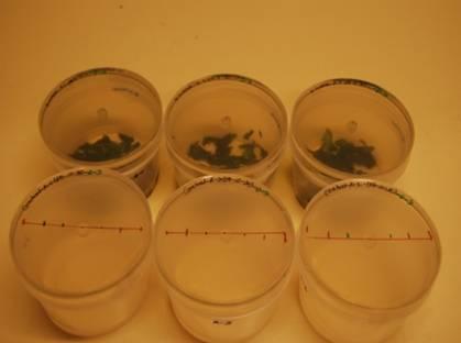 Laboratoriestudier För att studera den direkta hämningen på ärtrotröte-svampen genomfördes laboratoriestudier. A. eitheiches ympades på ett agarsubstrat i en petriskål (figur 6).