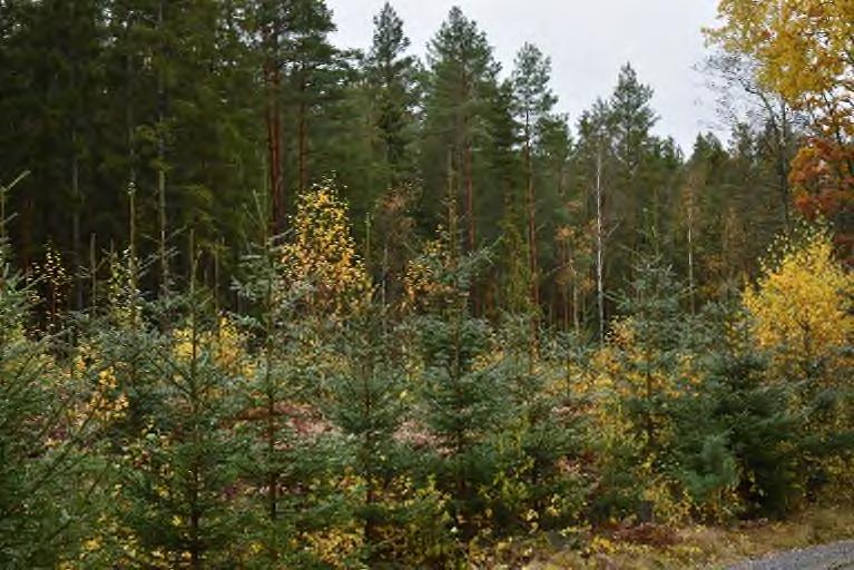 grundlig undersökning av fastigheten. För sådana fel eller skador, som köparen haft möjlighet att upptäcka kan säljaren inte göras ansvarig.