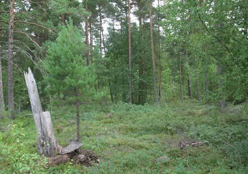 18b Sumpskogen vid km 52+500, söder