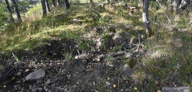 Skräp, ris och torra/döda grenar som ligger på och i nära anslutning till gravarna forslas bort.