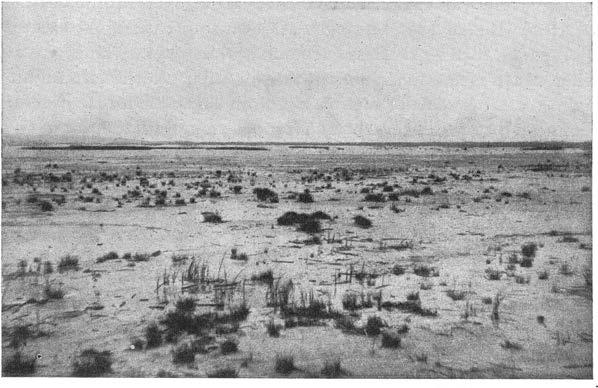 JORDLAGREN. 135 R. Sandegre fot. 1914 Fig. 81. Hornborgasjöns botten utanför Rödemosse 1914, alltsll. kort efter sista sj ösänkningen. I förgrunden ligger kalkgyttjan sll.