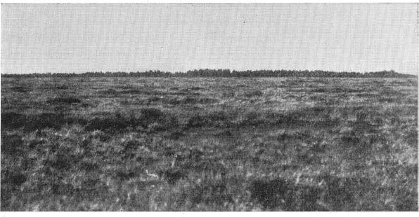 U tom dessa rännor finnas emellertid i mossens sydöstra del ungefär på övergången mellan randskogen och massplanet djupa sprickor i torvtäcket, gående G. Lundqvist fot. 1926. Fig. 86.