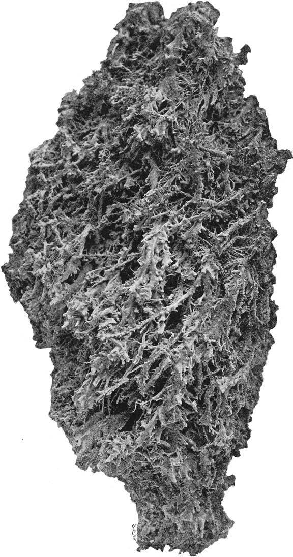 JORDLAGREN. Fig. 95 Kalktuff (mosstuff) från Mölltorp.