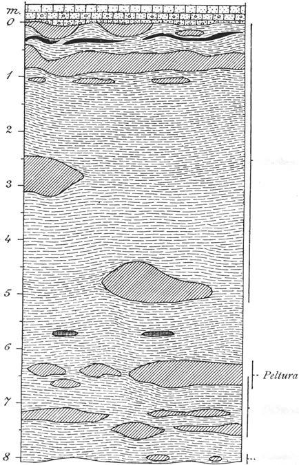 BERGGRUNDEN. -- Feltum scambrroides -- Pettum scarabrroides actt/idens Ctenopyge jlagellifem och Protope/tum prrrcursor -Kol.:= - StenlwL f"?? Orster0 Fig.