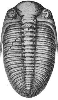 B E SKRIVNI N G TILL KARTBLADET SKÖV D E. 48 här äro sällsynta, ha iakttagits fragment av Asaphus sp., lllaenus sp., en liten ostracod, Primitia sp.