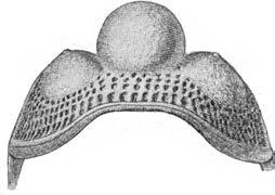 52 BESKRI VNING TILL KARTBLA DET SKÖ V D E. Trinucleus se!icomis (H1s.} (fig. 3 5 ). Ostracoder: Primitia strangulata (SALT.) m. il. A mpyx portlocki BARR. Ortoceratit : Orthoceras ( ' ) sp.