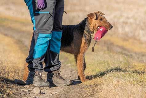 ChaBlis på jaktprov bland 50 retriever ChaBlis med en av dummisarna på jaktprovet. Många menar att vissa hundraser är uppfödda för speciella saker och därmed födda med speciella egenskaper.