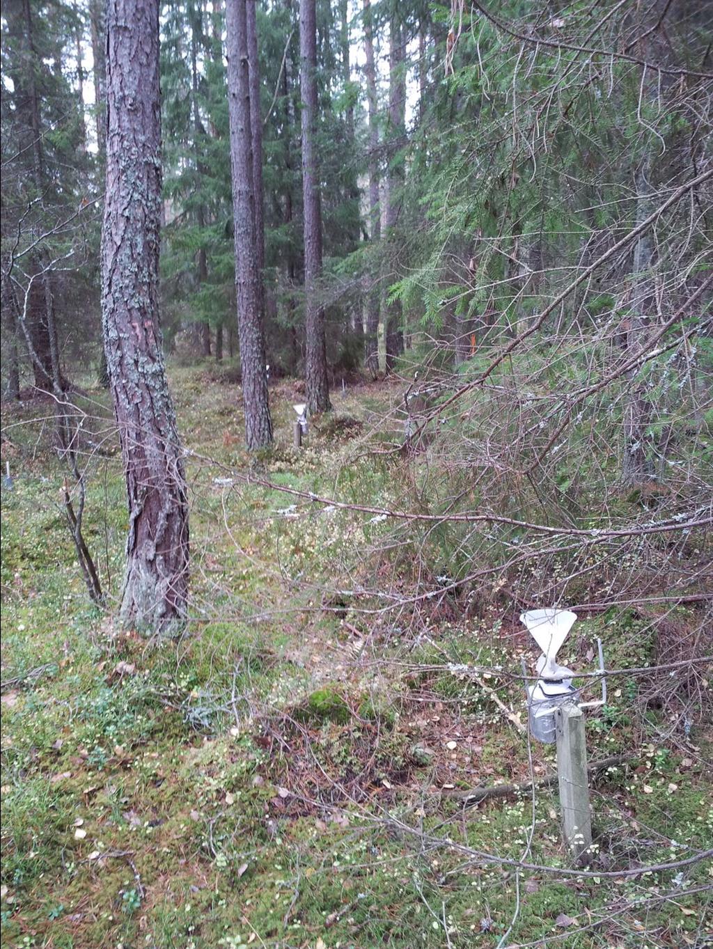 Arlanda (A 92) Skog med ett blandbestånd av tall och gran, planterad ca