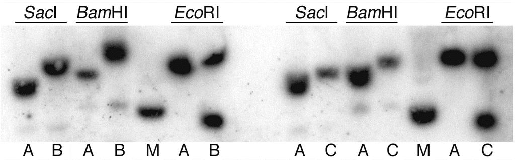 Southern Blot Hybridization 5.8 kb 3.3 kb 1.3 kb Figure 7. Southern blot hybridization. A) DHS9505: mmcr deletion. B) mmcr::aphii. C) S. lavendulae wild-type. M) Marker.