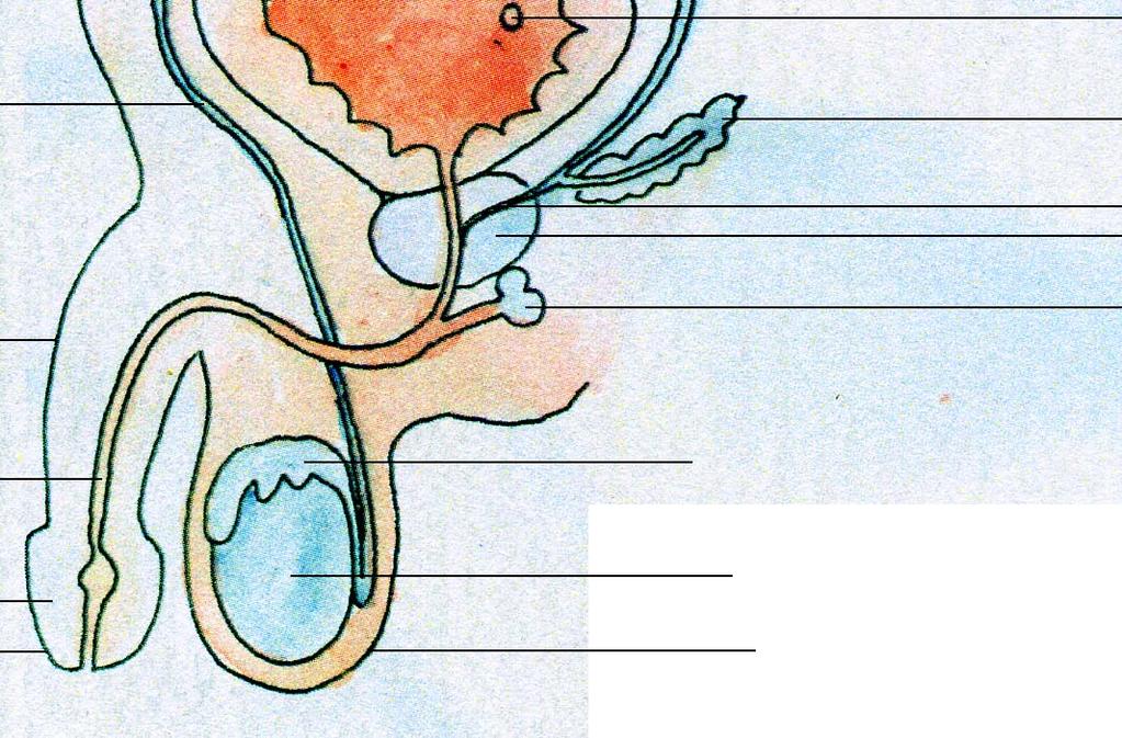 sädesblåsa ductus ejaculatorius en prostata en penis en