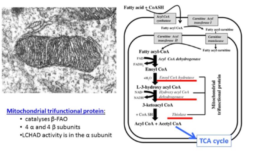 LCHAD defect: Defekt enzym för fettsyremetabolism Test för mutation finns Barn till AFLP-pat bör testas