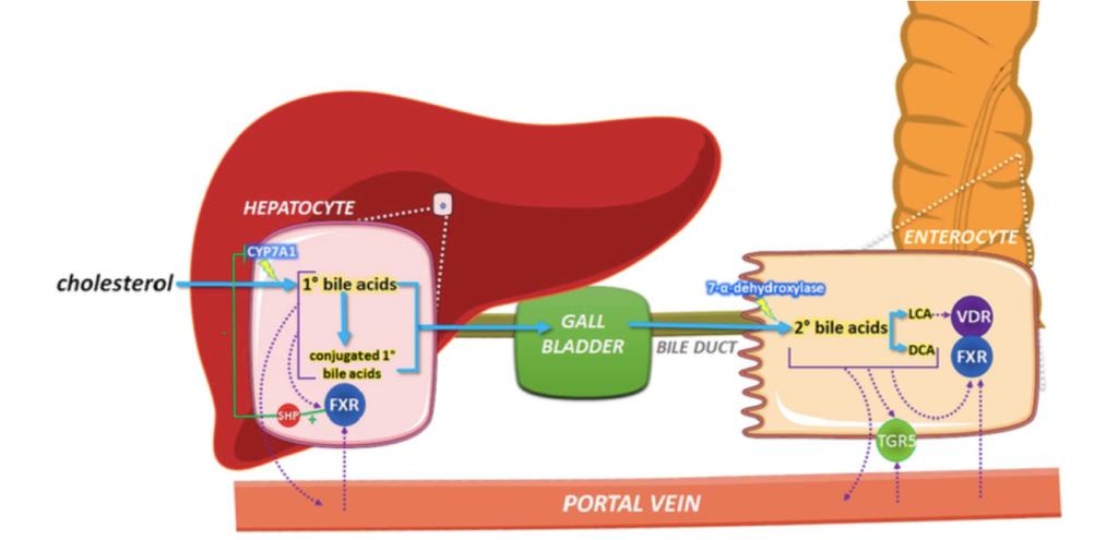 The bile-acid pathway