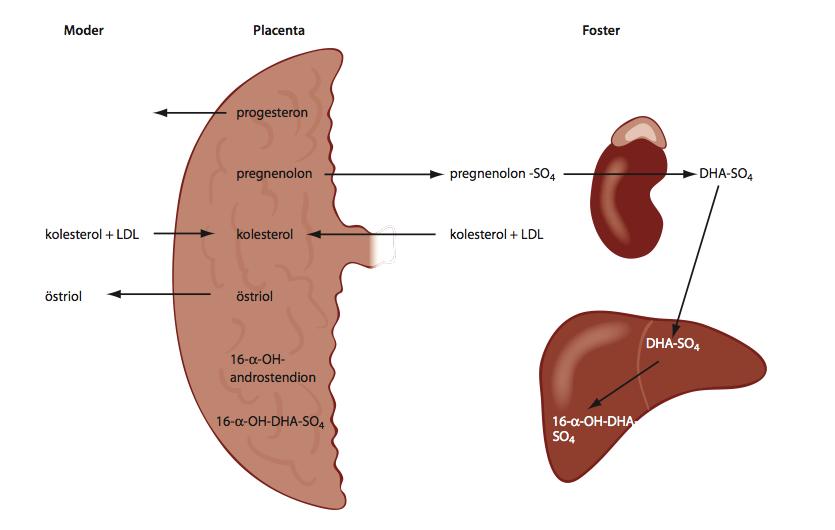 =Progesteronmetaboliter hämmare (troligen) UDCA kan