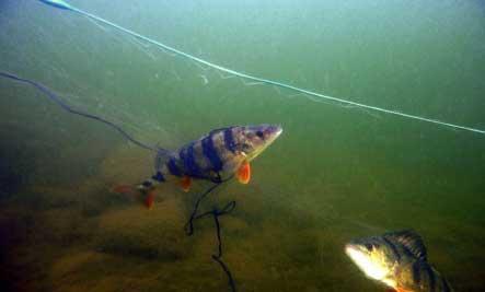 Tabell 3. Uppräknade förluster av småvuxen fisk (antal) hos dominerande arter sammanslaget för månaderna april, maj och juni 2009 2012 i silstationen för block 1 och 2.