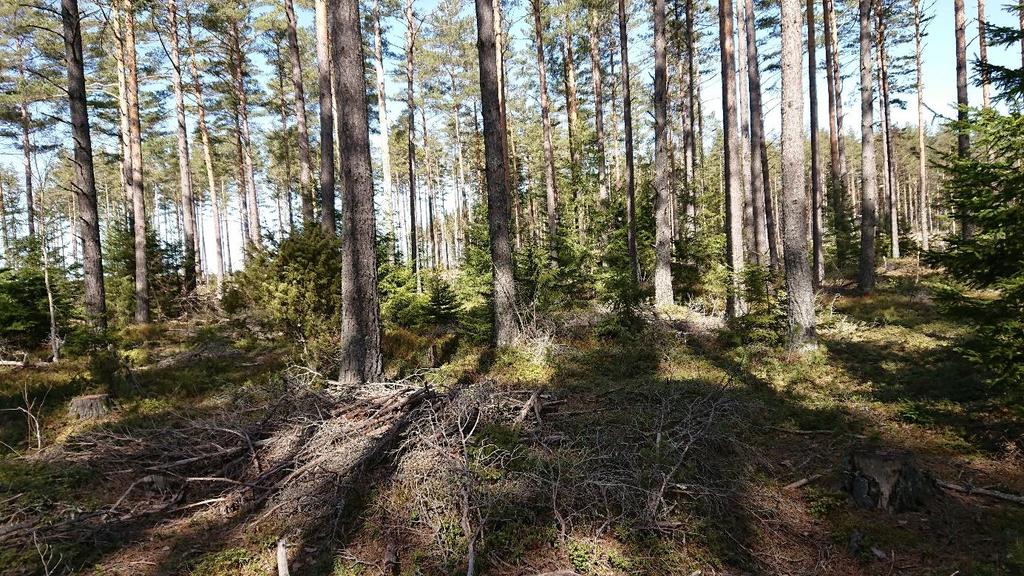 Naturvårdsarter Långfliksmossa, ullticka och kungsfågel. Naturvärdesbedömning Naturvärdesklass 3.