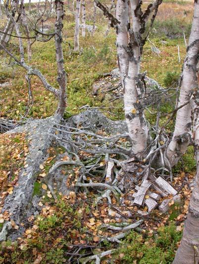 förgrunden med en stig till höger om härden I ett område mellan två mindre tjärnar finns 11 hornsamlingar och