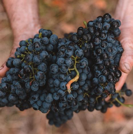 00 Et Cetera guidad tur samt vinprovning Et Cetera vingård består av en grupp entusiastiska unga människor som vill odla druvor med kvalitet och producera vin med en unik Moldavisk karaktär.