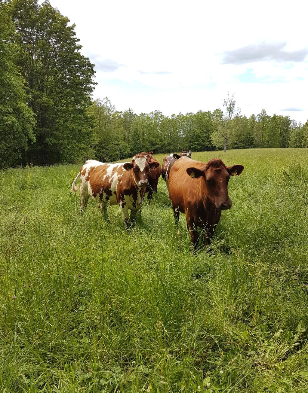 in early lactation dairy cattle Fältstudie av torkans inverkan på utfodringsstrategi och