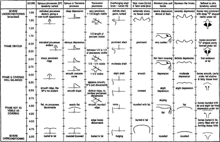 visits, the selected primiparous cows were scored for body condition with a scale of 1 to 5 with 0.25 points increments according to Edmonson et al. (1989).