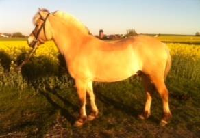 Våra fantastiska hästar Altius är ett tjeckiskt halvblod som är född 2004. Han älskar att få uppmärksamhet i stallet. I ridningen är han trygg och snäll.