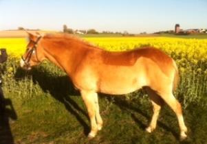 Genua är ett sto som är importerad från Holland och är född 2011. Hon är en mjuk och harmonisk häst som älskar att bli ompysslad i stallet.