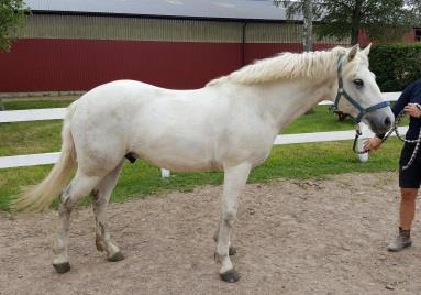 Kasper har lätt att få foderstrupsförstoppning och får därför alltid sitt kraftfoder uppblött. Kasper ska snart gå i pension och rids bara av de minsta och lättaste barnen.