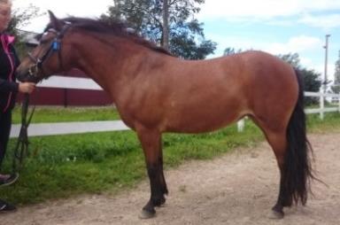 Wendelise är ett sto som är född 2003 och importerad från Holland. Hon är en nyfiken häst samtidigt som hon är lite försiktig.