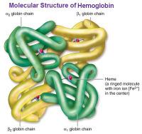 Introduktion 3 Hemoglobin och hemoglobinopatier Thalassemier Hb-varianter