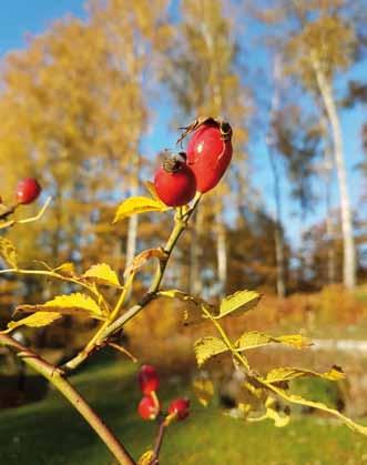 15, med start 19 september (utom 3/10). Musikgudstjänst i Skene kyrka söndag 29 september kl. 18.00 Skene kyrkokör sjunger sånger med text av Atle Burman och musik av Jerker Leijon.