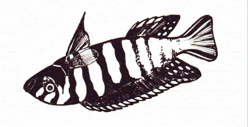 Redaktören har ordet Hej alla trevliga akvariemänniskor! Nu har det hänt saker här skall ni veta! Ett stort gäng snäcklekare, Neolamprologus multifasciatus, har hittat hem till oss.