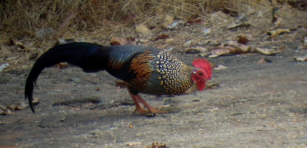 DAG-TILL-DAG PROGRAM 8 dec. Resan startar på Kochis internationella flygplats. Transport till Thattekad, ca 2 timmar. Natt i Thattekad. Grey Junglefowl, en av Sydindiens många endemiska fågelarter.