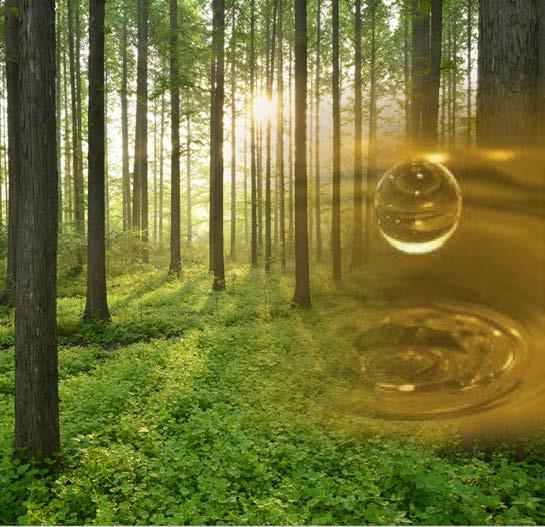 Färdplan av värdekedja från skog?