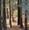 En gång var hela kustområdet i Kalifornien täckt av dessa träd. Skogen är uppkallad till minne av John Muir, en naturvårdare som levde på 1800-talet (s 47).