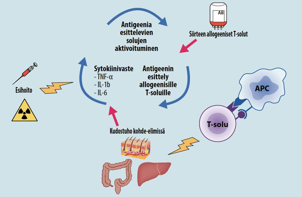 Aktivering av antigenpresenterande celler Allogena T-celler i tranplantatet Förbehandling Cytokinsvar Presentation av antigenet för T-cellerna Vävnadsdestruktion i målorganet T-cell Figur 3.