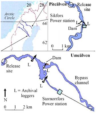 Figur 1. I figurens övre vänstra hörn syns den geografiska placeringen av Umeälven och Piteälven där undersökningar har genomförts.