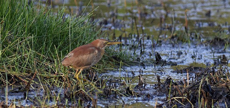 18 Black-headed Ibis Threskiornis melanocephalus [Orientibis] 20 Mysore 19.2, 2 Tillur Tank 20.2 och 3 längs vägen 20.2. 19 Red-naped Ibis Pseudibis papillosa [Brahminibis] 25 Mysore 19.