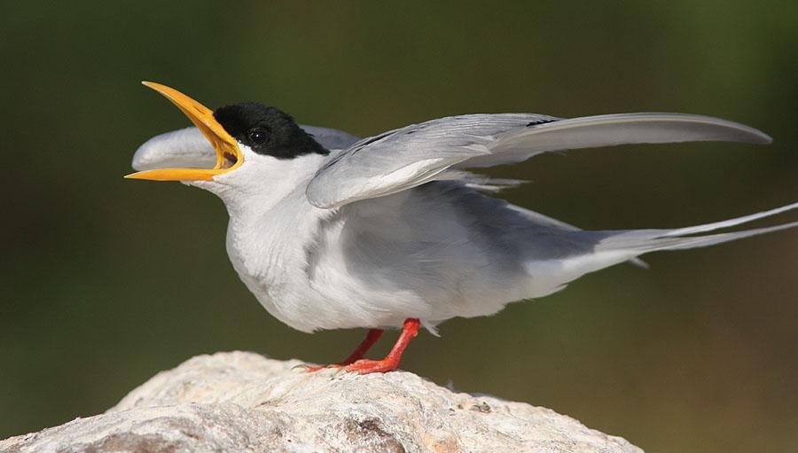 100 River Tern Sterna aurantia [Indisk flodtärna] (NT) 1 Coimbatore 15.2, 3 Ranganthittu Bird Sanctuary 19.2 och 1 Tillur Tank 20.2. River Tern, Ranganthittu Bird Sanctuary.