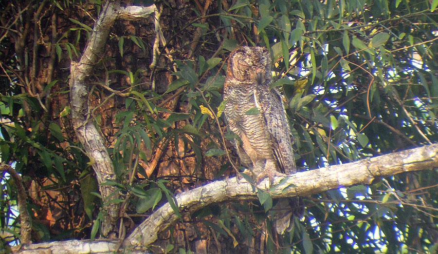 126 Oriental Scops Owl Otus sunia [Orientdvärguv] rufipennis: 2 hörda Thattekad 9.2 och 1 hörd Mudumalai NP 17.2 och 1 hörd där 18.2. modestus: 1+7 hörda Chidiya Tapu 22.2, 1 hörd Jira Tang 23.