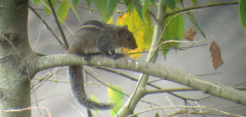 Western Ghats Striped Squirrel, Lockart Gap. Foto: Göran Pettersson Däggdjur 1 Chital Axis axis 25 Top Slip 15.2 och upp till 50 Mudumalai NP 17-19.2. 2 Wild Boar Sus scrofa 1 Top Slip 15.