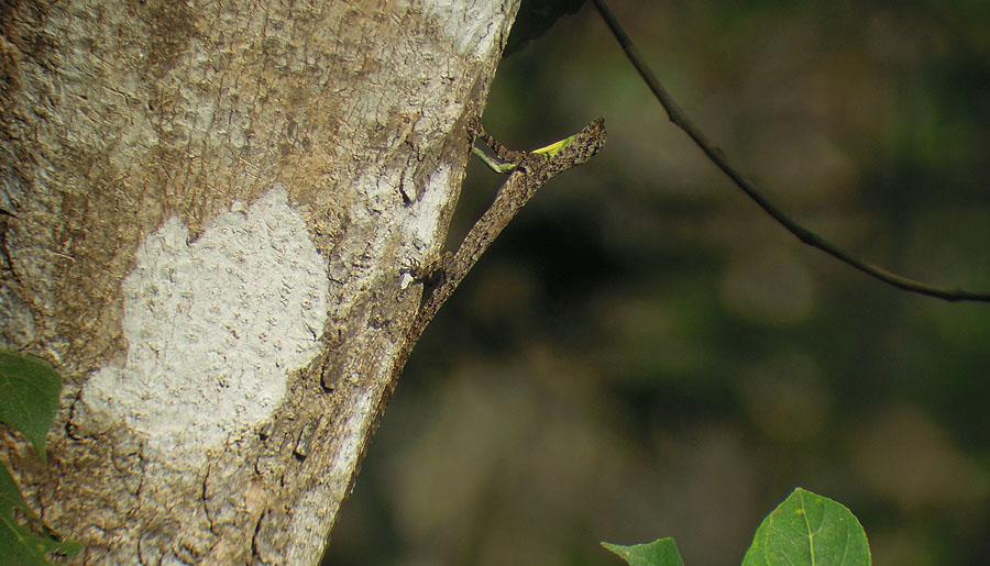 Western Ghats Flying Lizard, Thattekad. Foto: Göran Pettersson Reptiler 1 Mugger Crocodile Crocodylus palustris 7 Ranganthittu Bird Sanctuary 19.2.