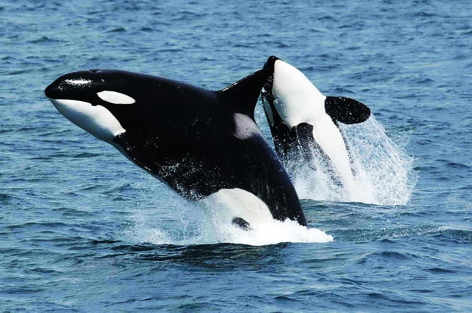 J djur Djur Namn: Späckhuggare Vetenskapligt namn: Orcinus orca Familj: Delfiner Längd: Honor upp till 8,5 meter, hanar upp till 9,8 meter Vikt: Honor upp till 7,8 ton hanar upp till 9,10 ton Äter: