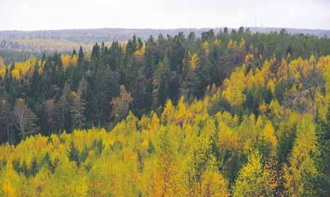 s Skogsmästare Som skogsmästare arbetar du bland annat med plantering och röjning av skog, men gör också administrativa uppgifter med hjälp av IT-baserade stödsystem.