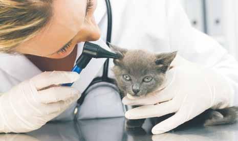 v Veterinär Veterinärer arbetar främst med djursjukvård. Det kan handla om akut eller förebyggande djurhälsovård men också livsmedelshygien, forskning och utbildning.