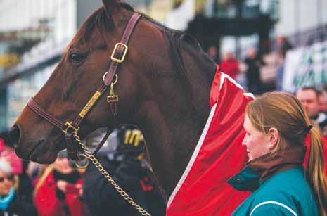 h Hippolog Som hippolog är du inte bara specialist på hantering och träning av hästar, utan också på att driva näringsverksamhet i hästbranschen.