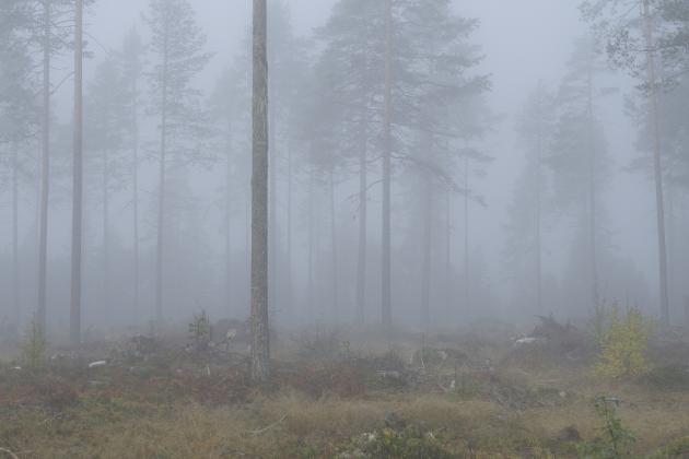 Spridd strålning lägger sig som en dimma över bilden Parametrar som påverkar sekundärstrålningen Uppkomsten av spridd strålning (sekundärstrålning) påverkas av: Fältstorlek (inbländning)