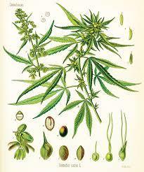 Hampa Hampa har många nutrionella fördelar och används av mat industrin. Fröer, oljor etc. Cannabis sativa Hampa och Cannabis är nära besläktade med samma ursprung.