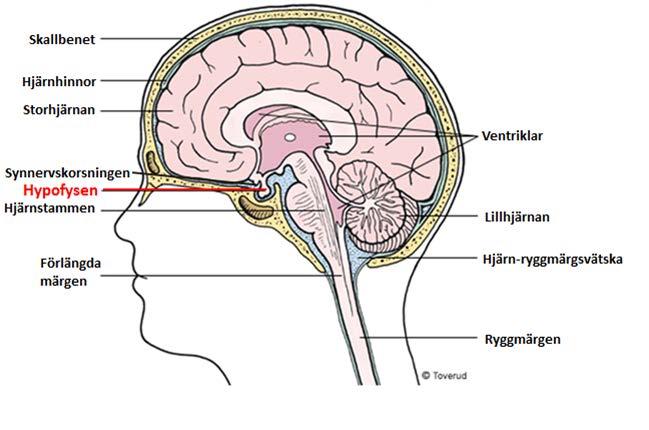 2. HYPOFYSEN Hypofysen - en körtel liten som en ärta men av stor betydelse, lokaliserad under storhjärnan en bit bakom näsroten. Från hypofysens framlob styrs ett flertal funktioner, se figur nedan.