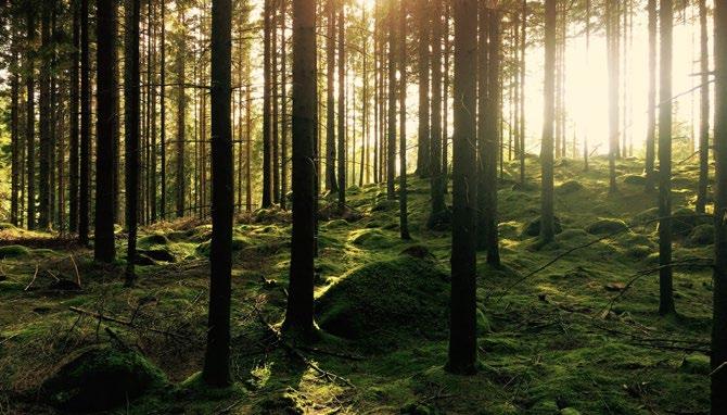 CO 2 -negativ biokraft Föreställ er att man kan minska nivåerna av koldioxid i atmosfären samtidigt som man producerar energi!